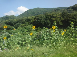 CIMG3356
