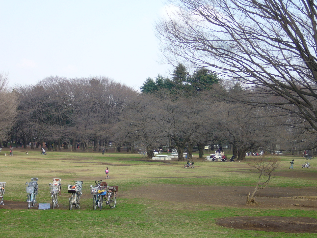 光が丘 お花見スポット 光が丘公園 練馬 光が丘通信