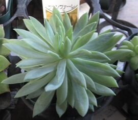 ファンファーレ 似顔絵 多肉植物 似顔絵サークル寝屋川