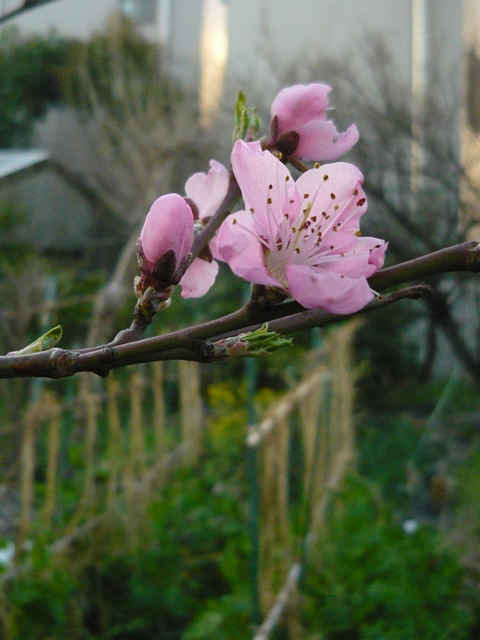 喜多川歌麿 アンリ マティス 庭の花 アアト日曜画家 喜多川歌麿 アンリ マティス 庭の花 アアト日曜画家