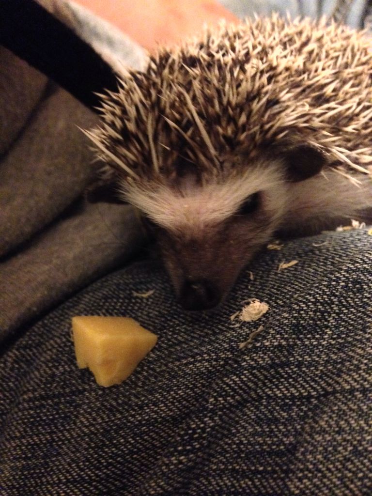 飼育方法かいてくよ N 日常の夢