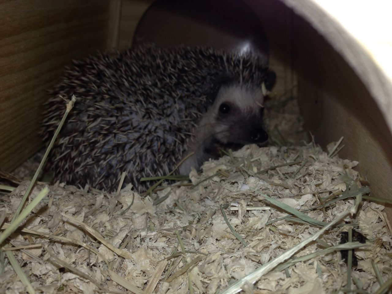 飼育方法かいてくよ N 日常の夢