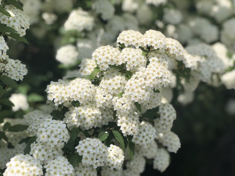 fullsizeoutput_83fe