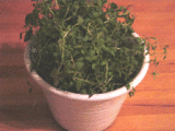 16286dcf.gif