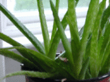 cdb25c79.gif