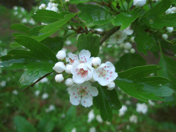070508a