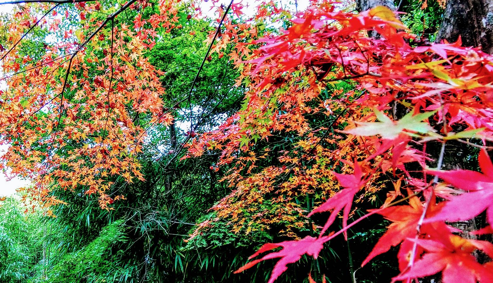 浄住寺の石垣と紅葉 カウンセラー小林ひかる 風と海ぶどう ディープな格安生活 浄住寺の石垣と紅葉 カウンセラー小林ひかる 風と海ぶどう ディープな格安生活