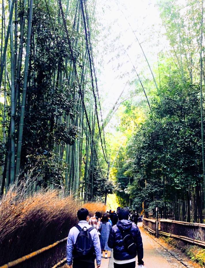 嵐山 お正月の風景 カウンセラー小林ひかる 風と海ぶどう ディープな格安生活 嵐山 お正月の風景 カウンセラー小林ひかる 風と海ぶどう ディープな格安生活