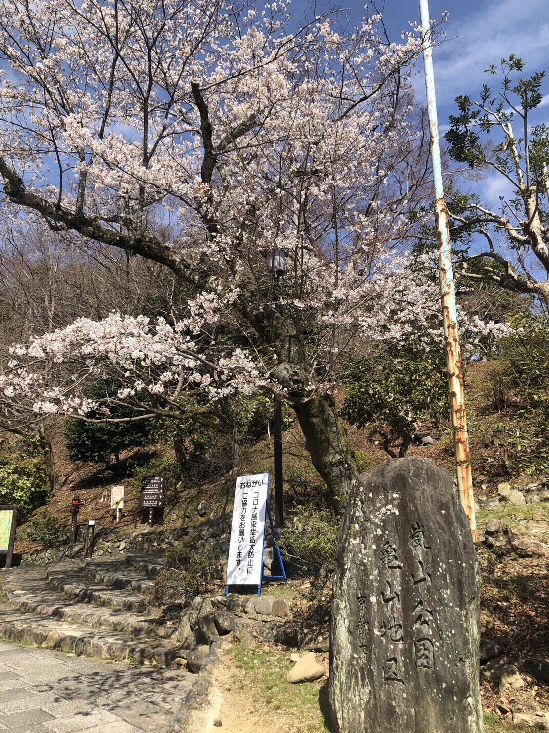 京都 嵐山 桜前線 ドローンを扱う若者に思わず話しかける カウンセラー小林ひかる 風と海ぶどう ディープな格安生活