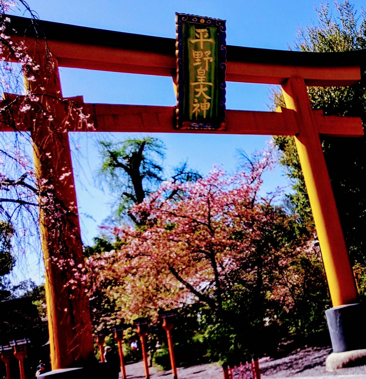 桜を観にいこう 京都市北区由緒ある 平野神社 カウンセラー小林ひかる 風と海ぶどう ディープな格安生活