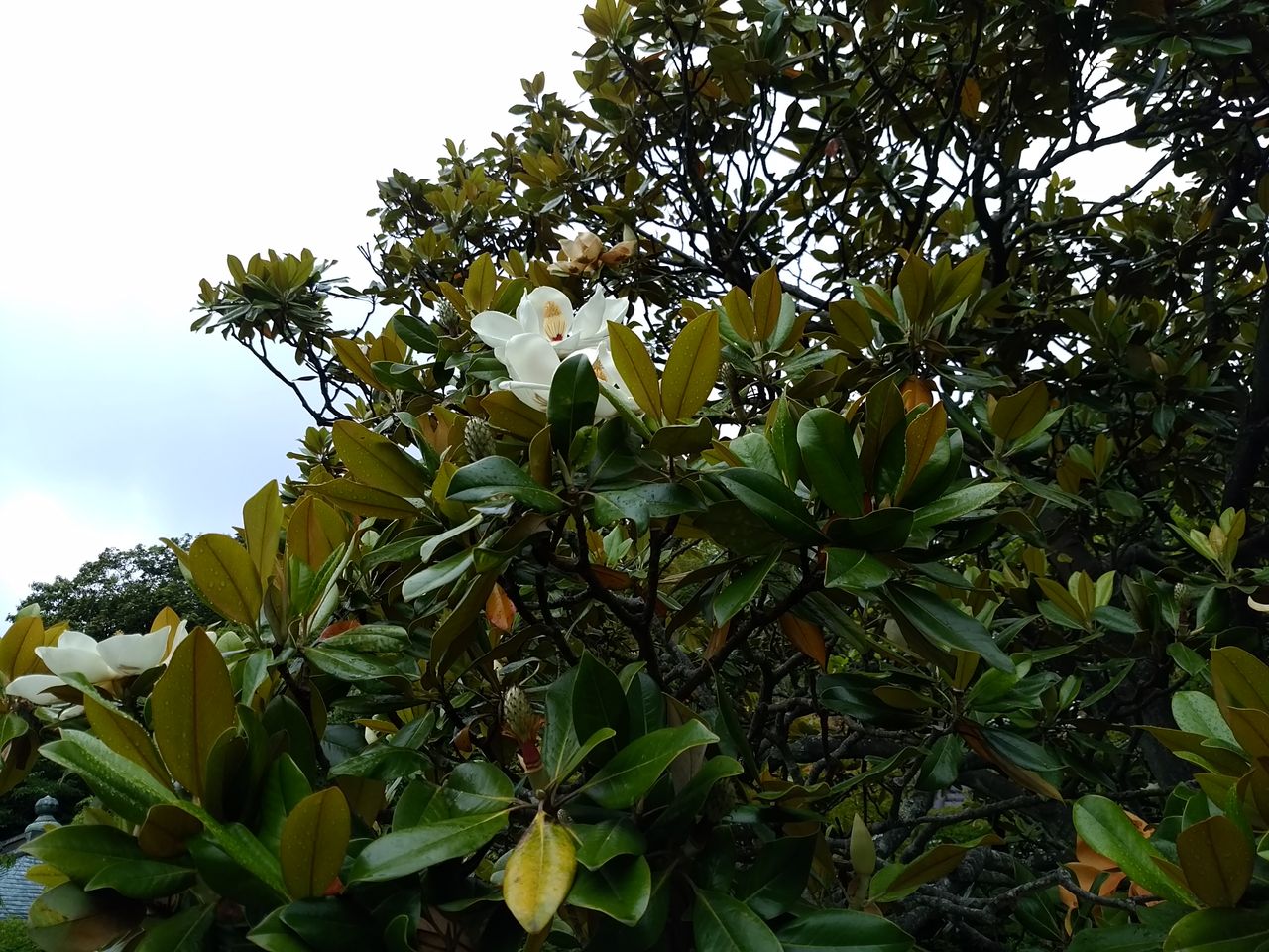 菩提樹の花 365日お散歩日和