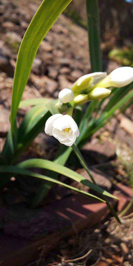 尊敬する人にそっと１輪差し上げてもいい花だね 365日お散歩日和