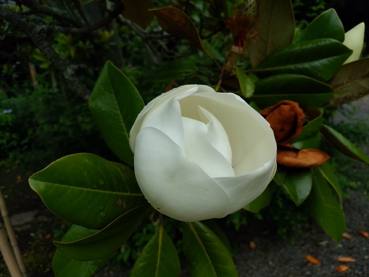 菩提樹の花 365日お散歩日和 菩提樹の花 365日お散歩日和