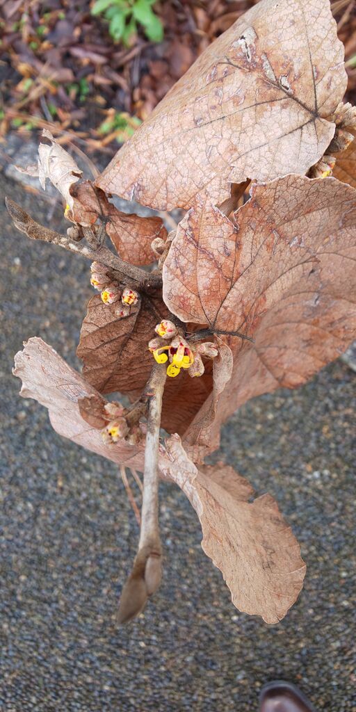 呪文を唱えようかな シナノマンサクの花を愛でながら 365日お散歩日和