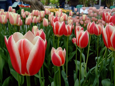 DSCF2721