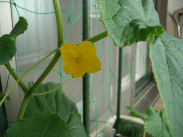 CIMG6259