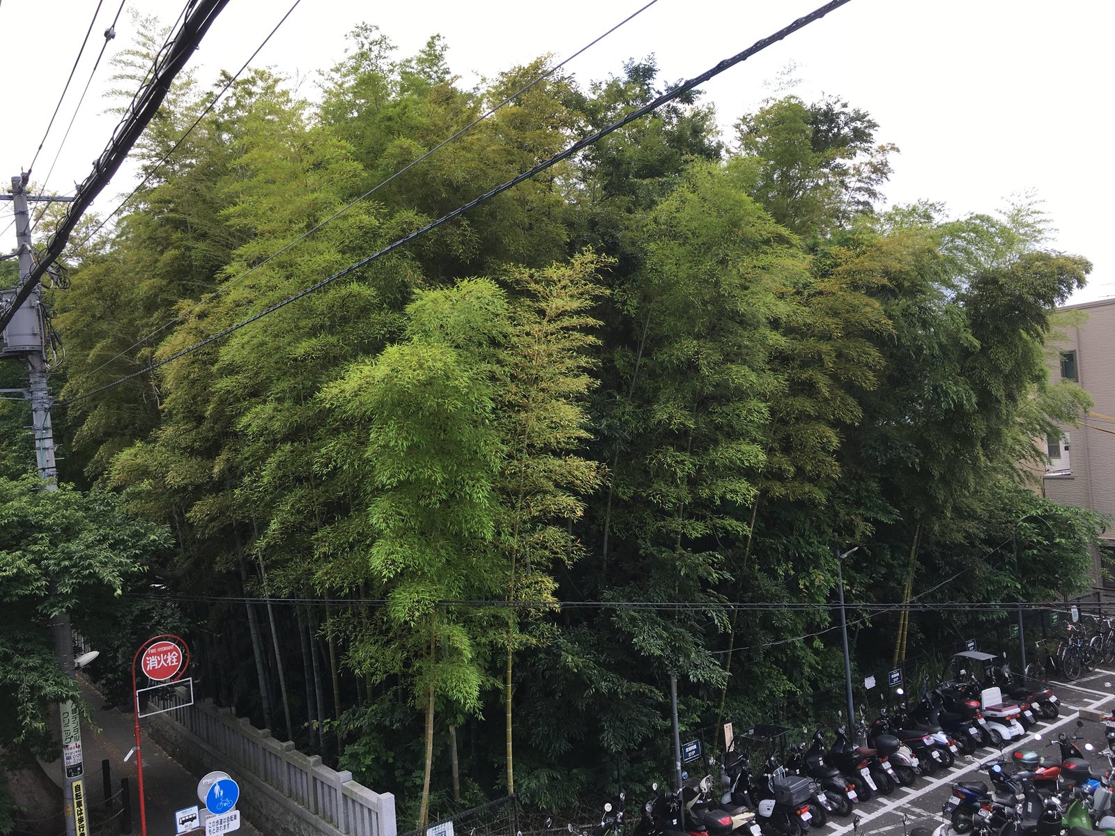都会の中の異空間 千葉県 八幡の藪知らずに行ってみた 国内一人旅ブログ はこいりむすめのいえ 都会の中の異空間 千葉県 八幡の藪知らずに行ってみた 国内一人旅ブログ はこいりむすめのいえ