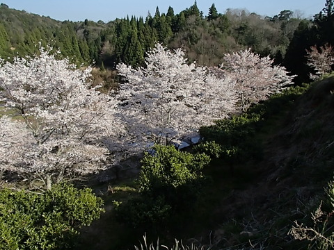 ゆずと桜