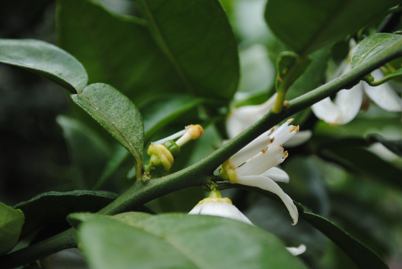 メディア情報 美都特産 柚子の着花状況調査 美都町へ行こう メディア情報 美都特産 柚子の着花状況調査 美都町へ行こう