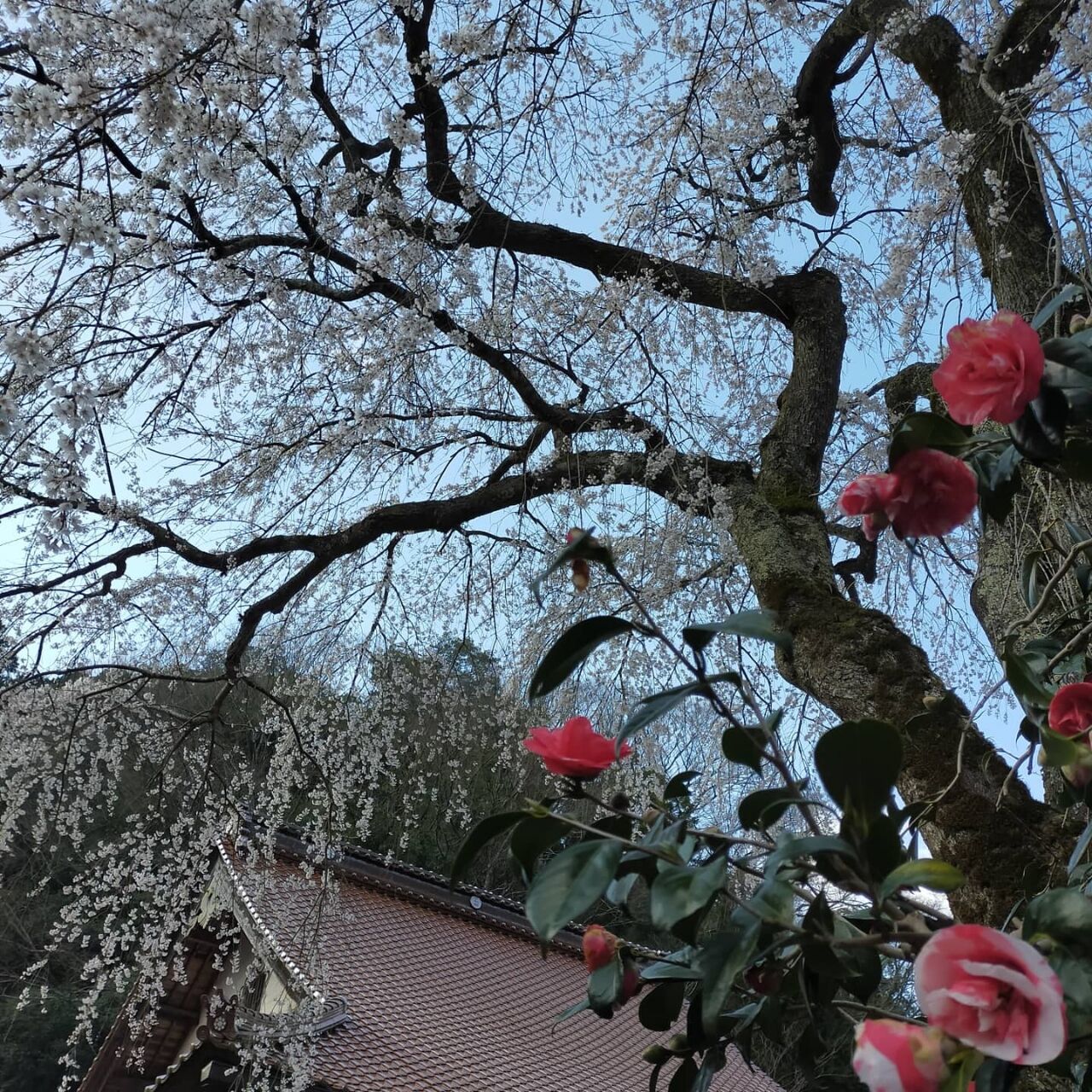 桜開花情報 金谷城山桜 安養寺 美都町へ行こう 桜開花情報 金谷城山桜 安養寺 美都町へ行こう