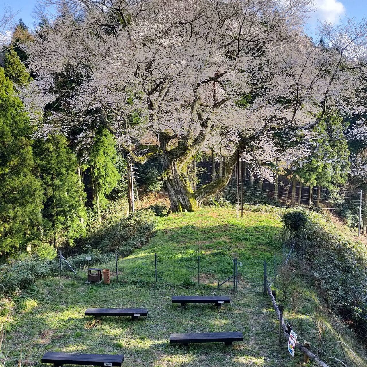 桜開花情報 金谷城山桜 安養寺 美都町へ行こう 桜開花情報 金谷城山桜 安養寺 美都町へ行こう
