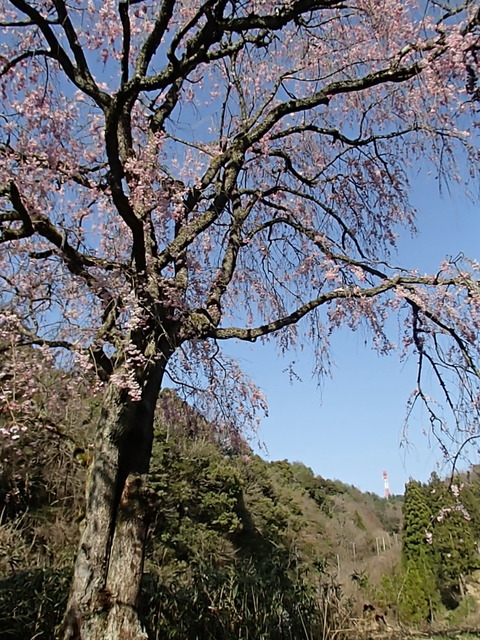 桜の木