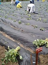 苗植え