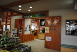 山法師