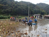 レンコン収穫