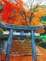 鳥居紅葉