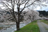 匹見川沿い