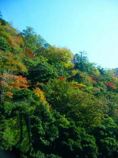 紅葉1