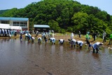 田植え