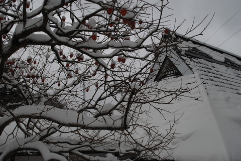 雪に覆われた屋根(道川)
