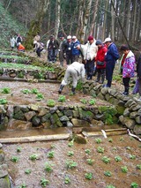 ワサビ田見学