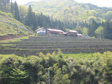 都川の棚田