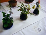 山野草