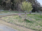 PXL_20260403_072206390