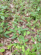 サジガンクビソウ