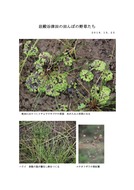 田面の植物 　イチョウウキゴケ