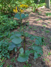 PXL_20260805_053829671