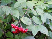 コバノガマズミ10.27_6173