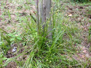 エナシヒゴクサ