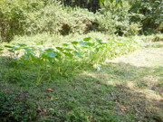 DSCN9385