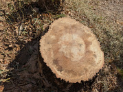 PXL_20260116_035323119