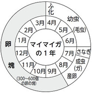 マイマイガの1年