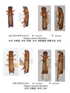 カシノナガキクイムシとその仲間(森林総研)_3