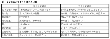 ヒトリシズカとフタリシズカの比較