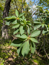 PXL_20260511_044713266