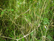 P6220091